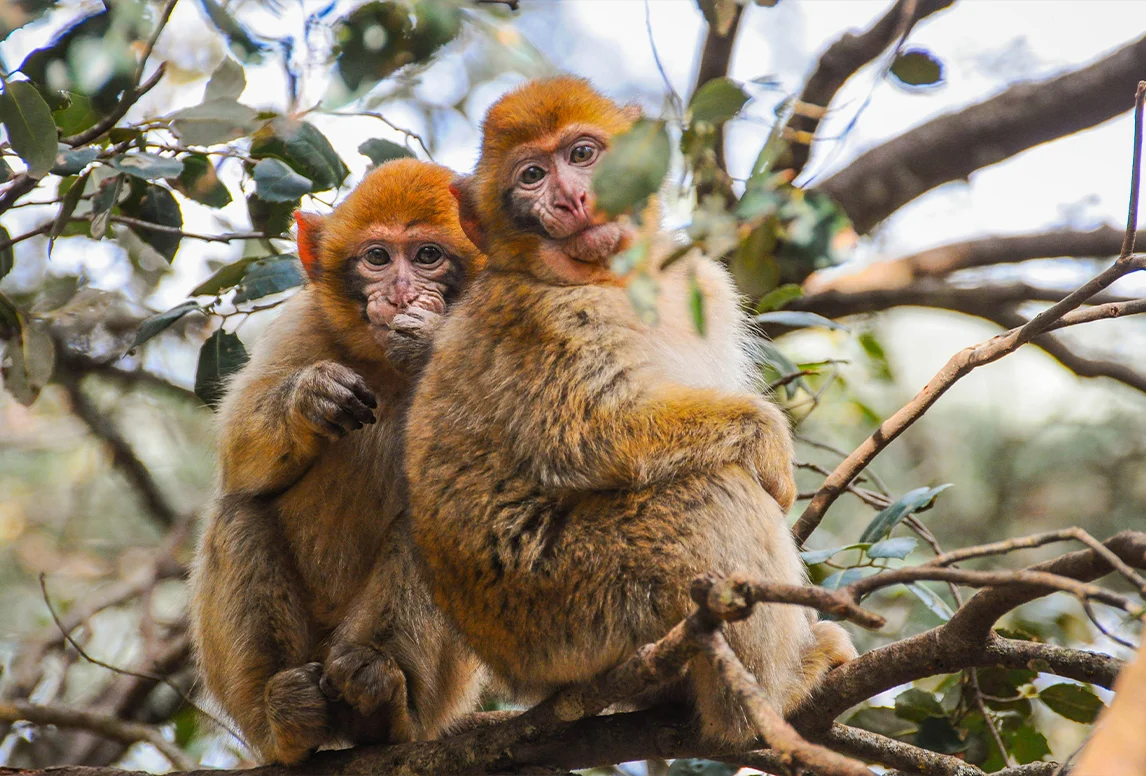Barbary Macaques